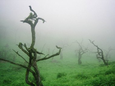 Gizemli atmosferi olan sisli bir çayır gibi..