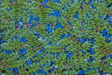 Fern (Salvinia natans) su yüzeyinde yüzen