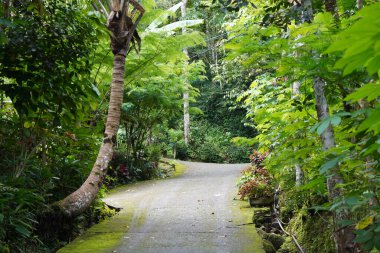 Manzaralı bir asfalt yol, yeşil bitki örtüsü ve yüksek ağaçlarla çevrili canlı bir tropikal ormanda kıvrımlar oluşturur..