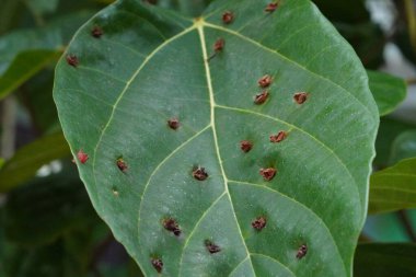 Canlı yeşil bir yaprağın küçük kahverengi lekeli doğal dokusunu ve desenini detaylı bir şekilde gösteren görüntüsü..