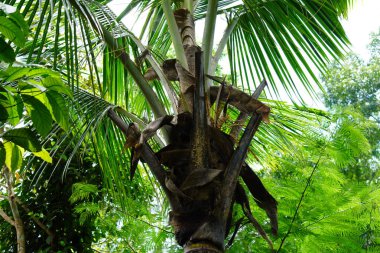 Bir maymun, yoğun bir tropikal orman ortamında canlı yeşil yaprakların arasında ustalıkla yüksek bir palmiye ağacına tırmanır..