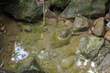Yosunlu kayalar ve çakıl taşlarıyla çevrili temiz ve sığ bir deredeki küçük balığın yakın görüntüsü..