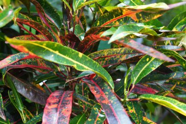 Renkli Croton bitkisinin yakın görüntüsü kırmızı, yeşil ve sarı renkli karmaşık desenler sergiliyor..