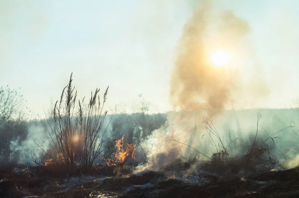 Herbstfeuer auf den Feldern in freier Wildbahn. Feuer und Rauch legen brennende Felder und Wälder lahm — Stockfoto