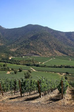 Güney Amerika 'da Şili' nin Altair bölgesindeki güzel üzüm bağları manzaraları