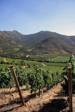 Güney Amerika 'da Şili' nin Altair bölgesindeki güzel üzüm bağları manzaraları