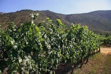 Güney Amerika 'da Şili' nin Altair bölgesindeki güzel üzüm bağları manzaraları