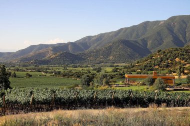 Güney Amerika 'da Şili' nin Altair bölgesindeki güzel üzüm bağları manzaraları