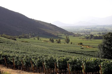 Güney Amerika 'da Şili' nin Altair bölgesindeki güzel üzüm bağları manzaraları