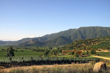 Güney Amerika 'da Şili' nin Altair bölgesindeki güzel üzüm bağları manzaraları