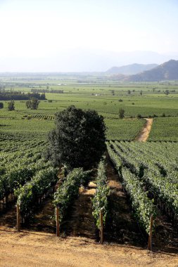 Güney Amerika 'da Şili' nin Altair bölgesindeki güzel üzüm bağları manzaraları