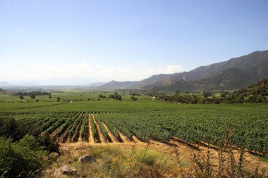 Güney Amerika 'da Şili' nin Altair bölgesindeki güzel üzüm bağları manzaraları
