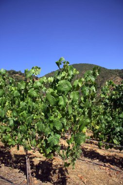 Güney Amerika 'da Şili' nin Altair bölgesindeki güzel üzüm bağları manzaraları