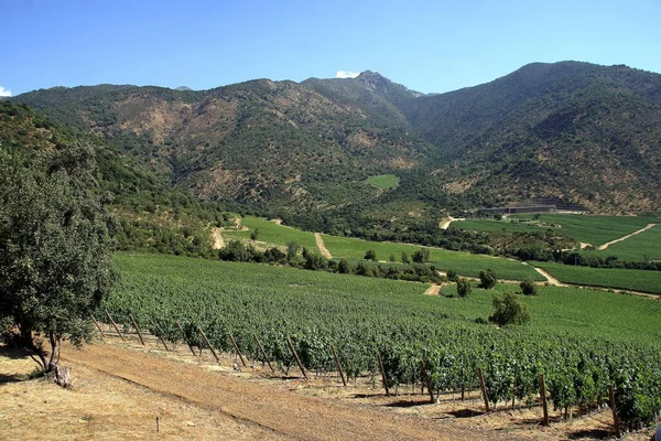 Güney Amerika 'da Şili' nin Altair bölgesindeki güzel üzüm bağları manzaraları