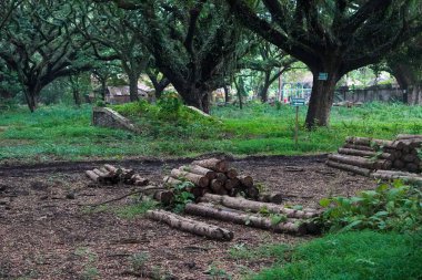 Taman Trembesi Madiun, geniş yeşil alanlar, uzun gölgeli trembesi ağaçları, huzurlu park atmosferi, yürüyüş yolları, ve rahatlatıcı doğa atmosferi, temiz canlandırıcı görselleri olan manzaralı bir kentsel doğa hedefi.