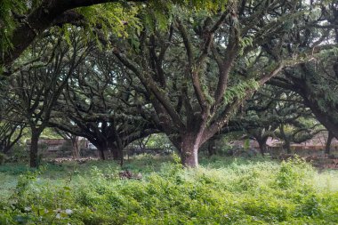 Taman Trembesi Madiun, geniş yeşil alanlar, uzun gölgeli trembesi ağaçları, huzurlu park atmosferi, yürüyüş yolları, ve rahatlatıcı doğa atmosferi, temiz canlandırıcı görselleri olan manzaralı bir kentsel doğa hedefi.