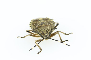 Yeşil pis böcek üzerinde beyaz izole