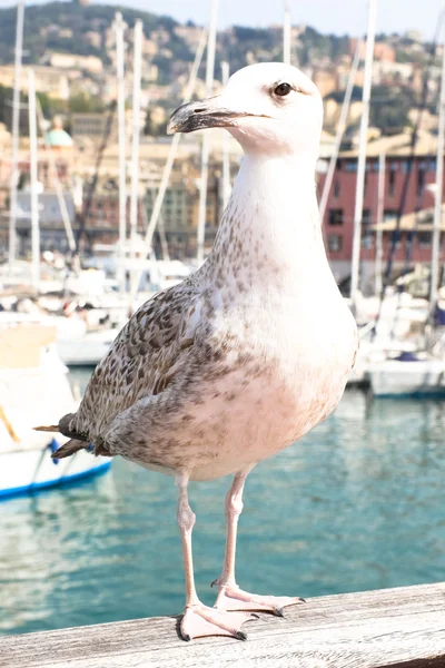 Увидеть чайку в гавани — стоковое фото