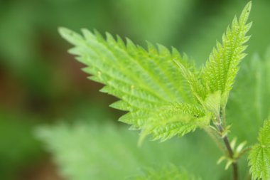 Yeşil ısırgan otu bitki yaprak