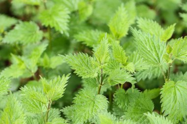 Yeşil ısırgan otu bitki yaprak