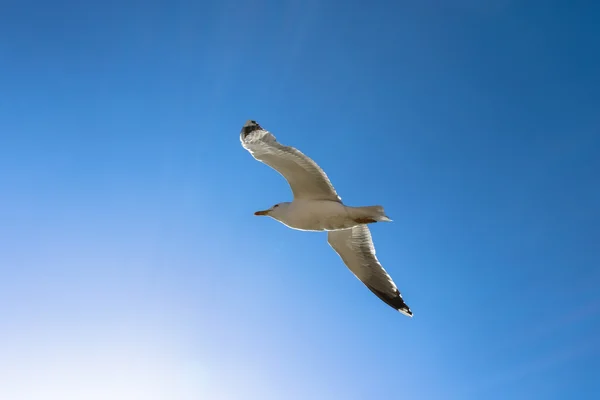 Летающие увидеть птица Чайка — стоковое фото