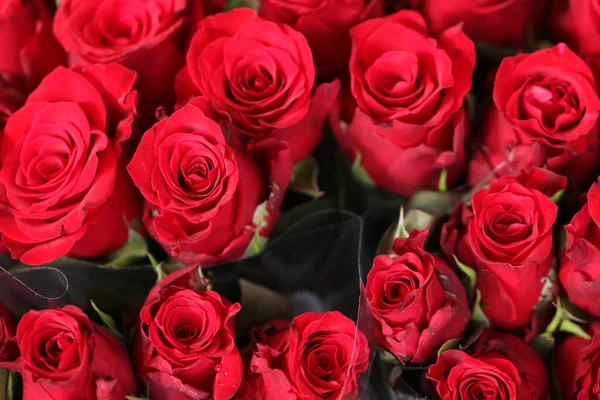 Hermosas rosas rojas flores textura — Foto de Stock