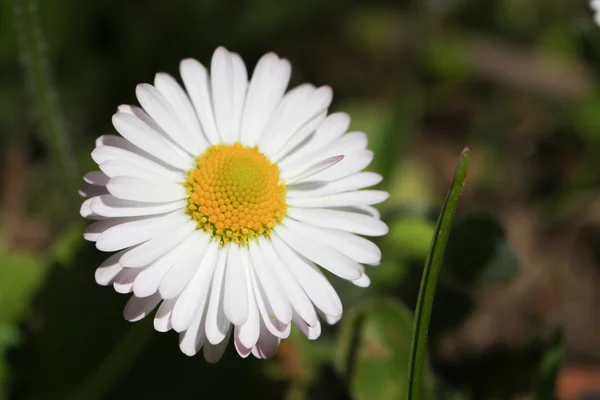 Una sola hermosa flor de margarita amarilla y blanca en el campo — Foto de Stock