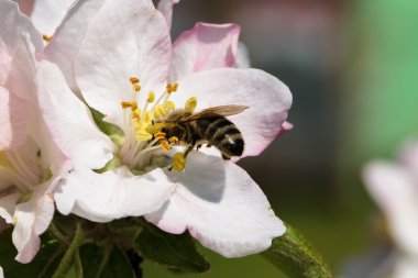 Bal arısı bir çiçek nektarı için üzerinde