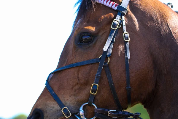 Brun racing häst ansikte — Stockfoto