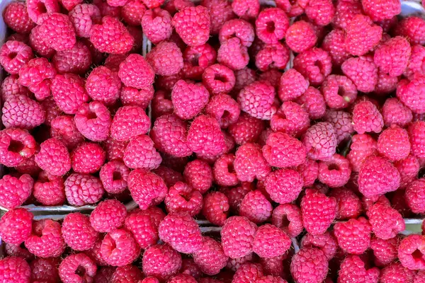 Many red and fresh raspberriys — Stock Photo, Image
