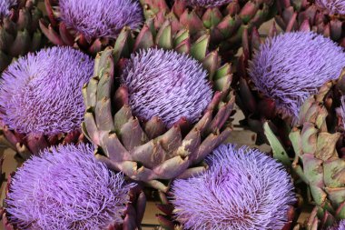 güzel mor thistle çiçek Market