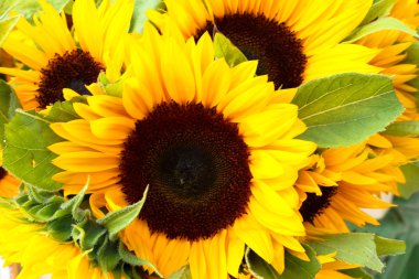 doğal sarı güneşin çiçek