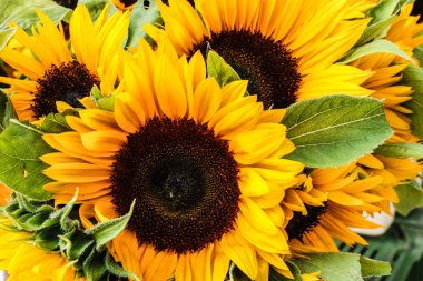 doğal sarı güneşin çiçek