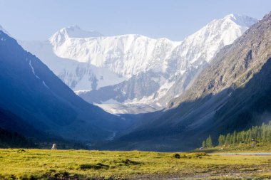 Güzel Alp Vadisi 'nde taze sabah çayırı. Arkası karlı dağ sırası.