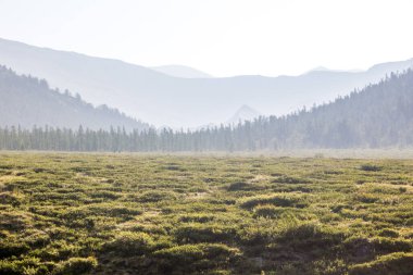 Yağmurdan sonra sabah Alp Vadisi 'ndeki çayırda sisli çam ağaçları