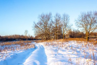 Kar altında iz Ağaç sırasına git