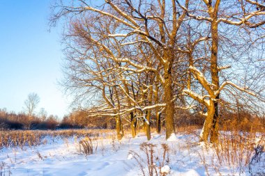 Soğuk kış mevsiminde ağaç sırası