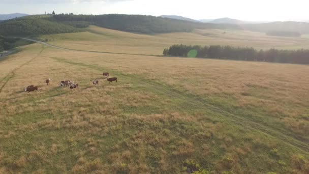 O gado pastoreia nos prados abertos. Rebanho de vacas, touros, vitelos e bois em pastagens — Vídeo de Stock