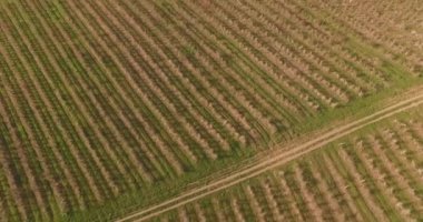 Meyve bahçeleri, üzüm tarlası veya üzüm bağları, bahar, güneşli gün ile uzun alanlar üzerinde anten