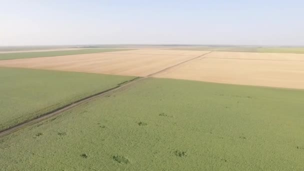 Вид на повітряне пташине око зеленого соняшника порожнє поле і дорогу — стокове відео
