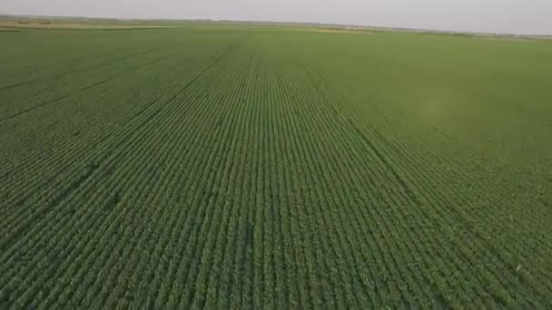 Luchtfoto vogel eye weergave van groene soja en maïs, leeg veld en de weg — Stockvideo