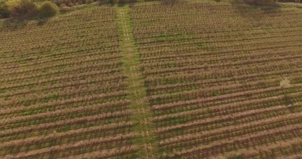 Fioritura giovani alberi da frutto. Grandi frutteti e vigneti, primavera, giorno soleggiato — Video Stock