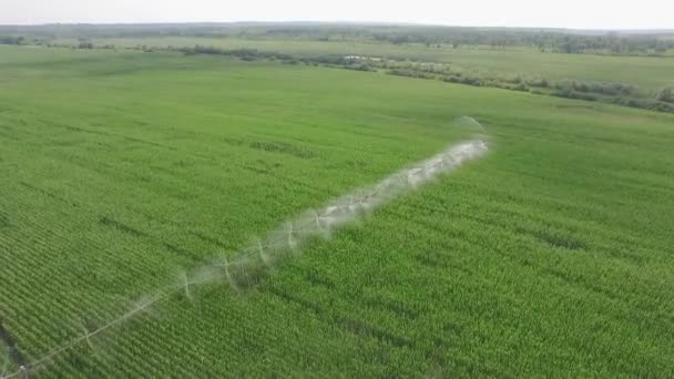 Maisfeld Wasserpumpe Sprinkler Rohre und Bewässerungssystem — Stockvideo