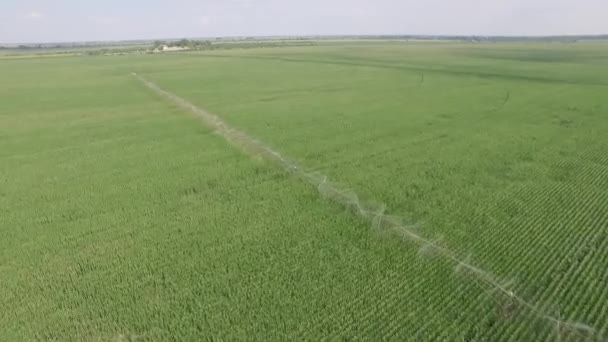 Farm irrigation system and water pump on field. Irrigation system sprayed water through the pump on agricultural field. Automatically moving wheeled systems traveling sprinklers may irrigate farms, sports fields, parks, pastures. — Stock Video