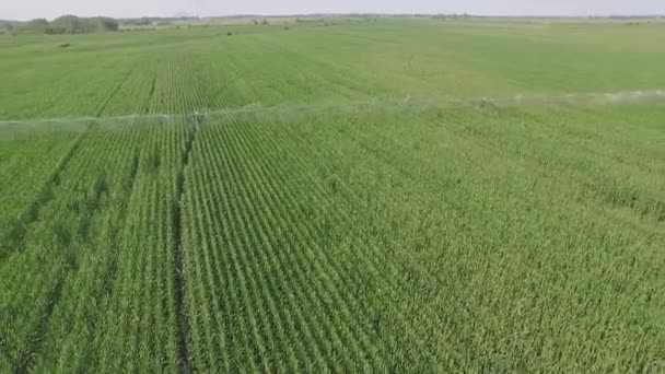 Boerderij irrigatie systeem en water pomp op veld. Irrigatiesysteem gespoten water door de pomp op landbouwgebied. — Stockvideo