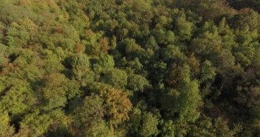 Hava uçak ateş, yeşillik ve Avrupa ormanları, güzel ağaçlar üzerinde uçuş. sonsuz orman ve vahşi. Ekoloji ve çevre Tema. Değişen mevsim.