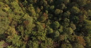 Hava yeşillik ve geç yaz aylarında Avrupa orman. Ağaçların yaprakları ve dalları üzerinde uçuş. Çok iyi ve peri masalı ormandaki ekolojik temiz çevre