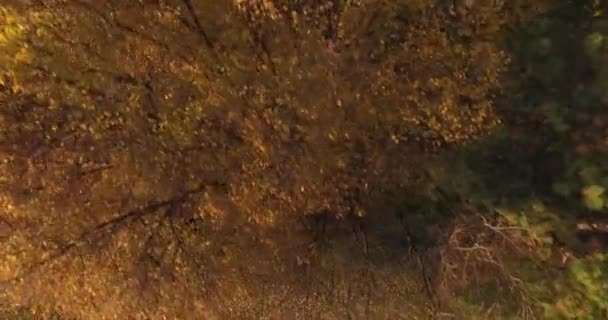 Herfst grasveld naast een bos met stenen weg en kinderen bal spelen — Stockvideo