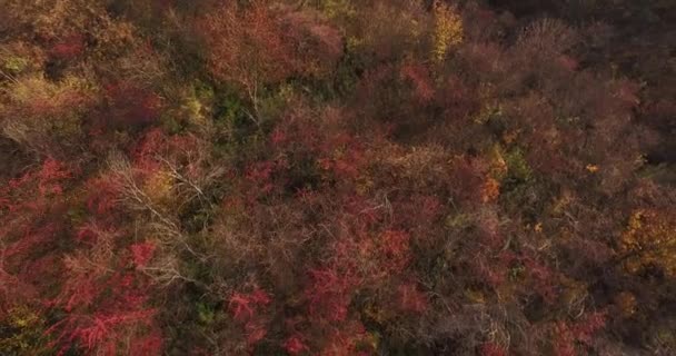 Flight over red trees in the forest in autumn — Stock Video