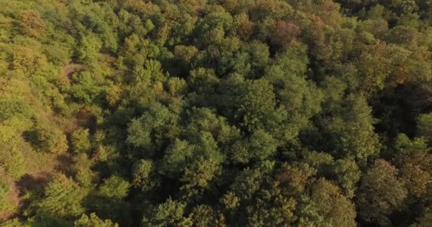 Drohnenaufnahmen aus der Luft, Flug über das Grün und schöne Bäume in den europäischen Wäldern. endlose Wälder und Wildnis. Ökologie und Umweltschutz. Wechselnde Jahreszeiten. — Stockvideo